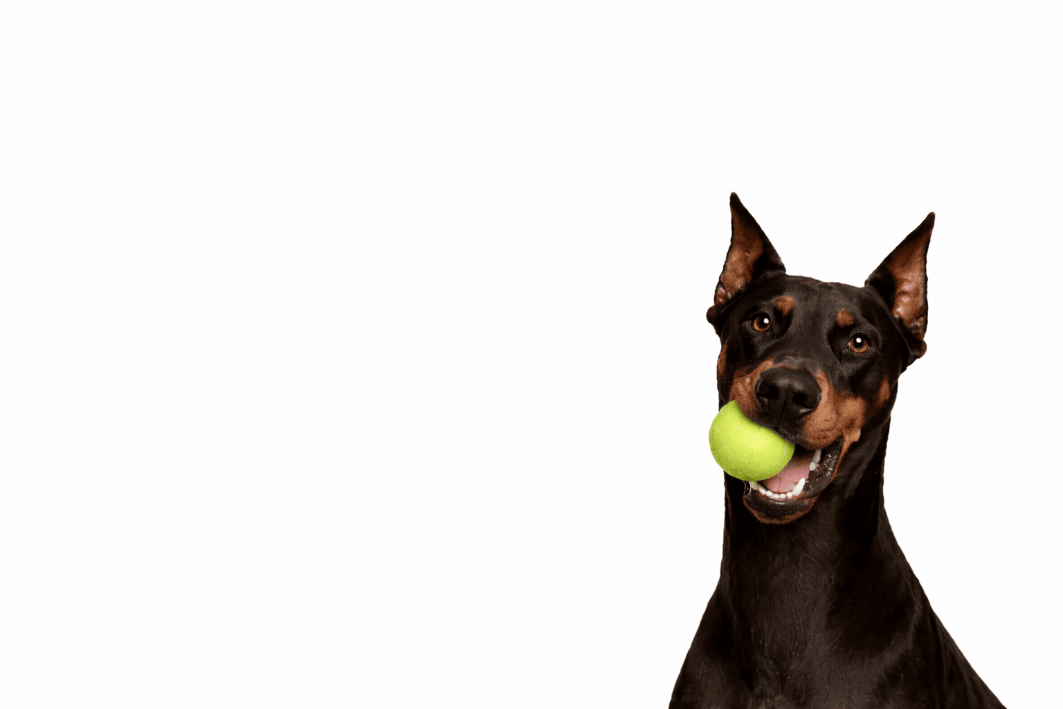 Don’t let your pet<br>get bored