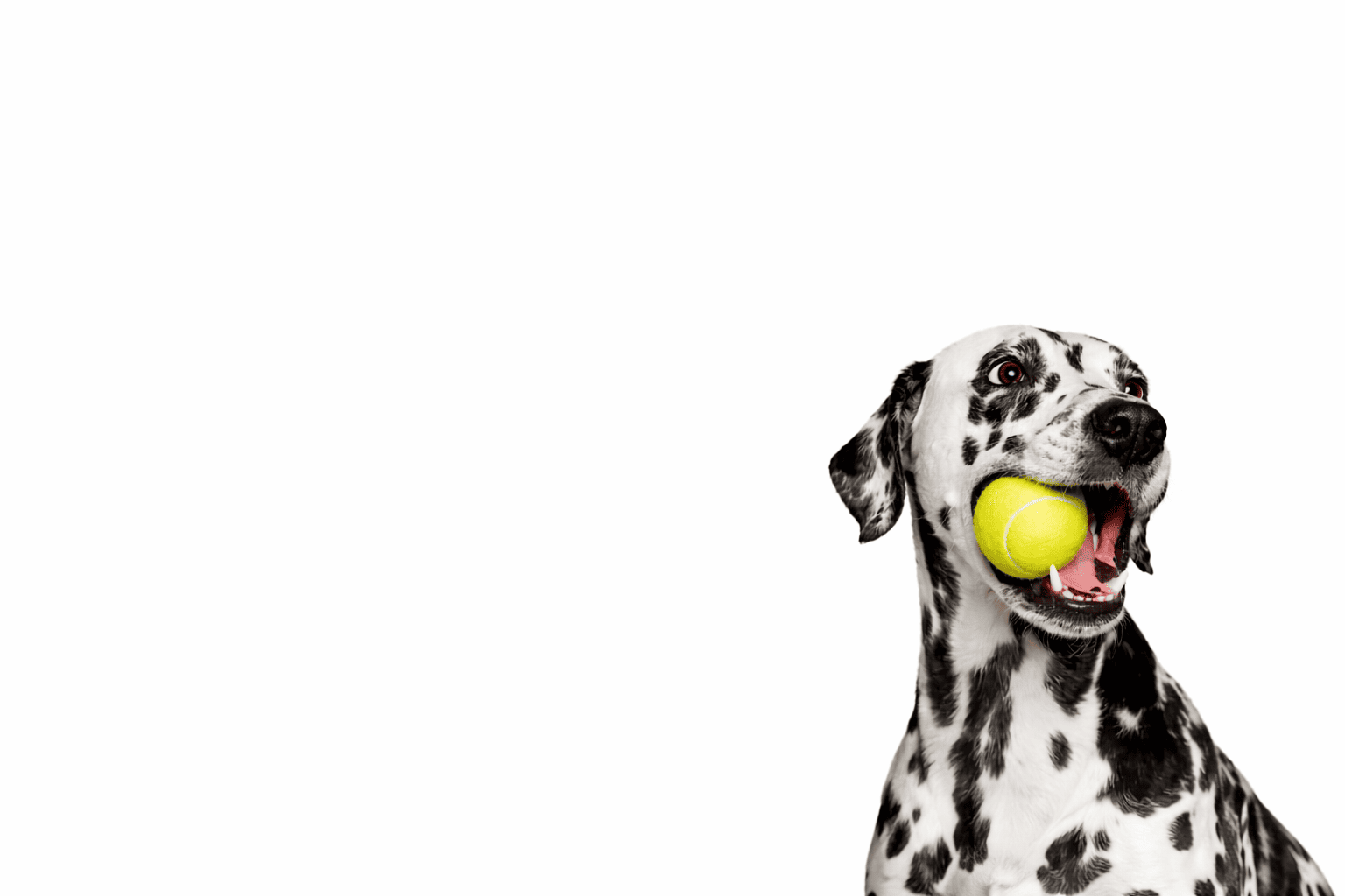 Toys Dogs <br> Actually Love